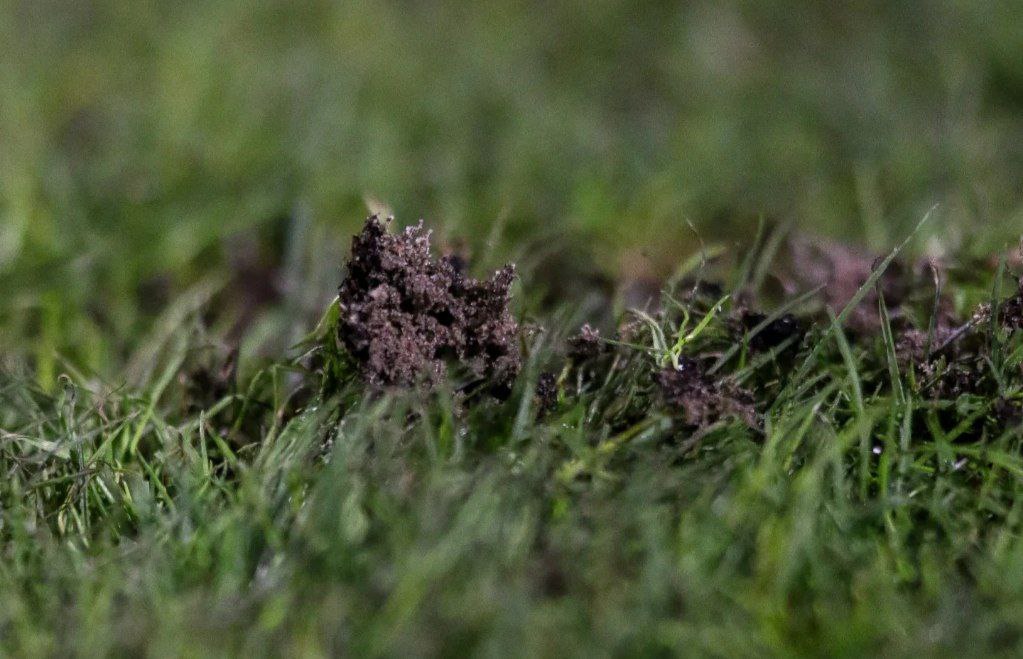 حبیب مقصودی,تراکتور,لیگ برتر فوتبال ایران,ورزشگاه یادگار امام,